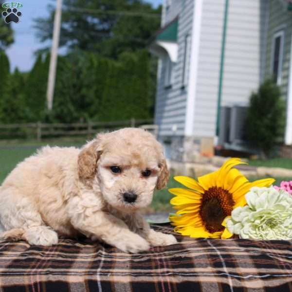 Benson, Mini Goldendoodle Puppy